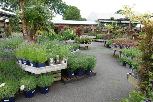 Outside plants area at Warwick Garden Centre