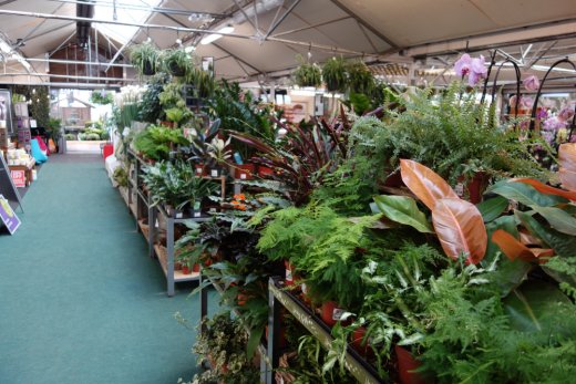 Houseplants at Weaver Vale Garden Centre