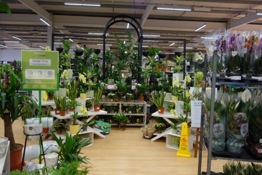 House plants at Webbs of Wychbold