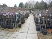 Good choice of ornamental trees