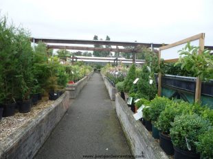 Rows of plants at World's End Garden Centre