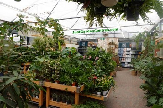 Houseplants at Yarnton Home and Garden